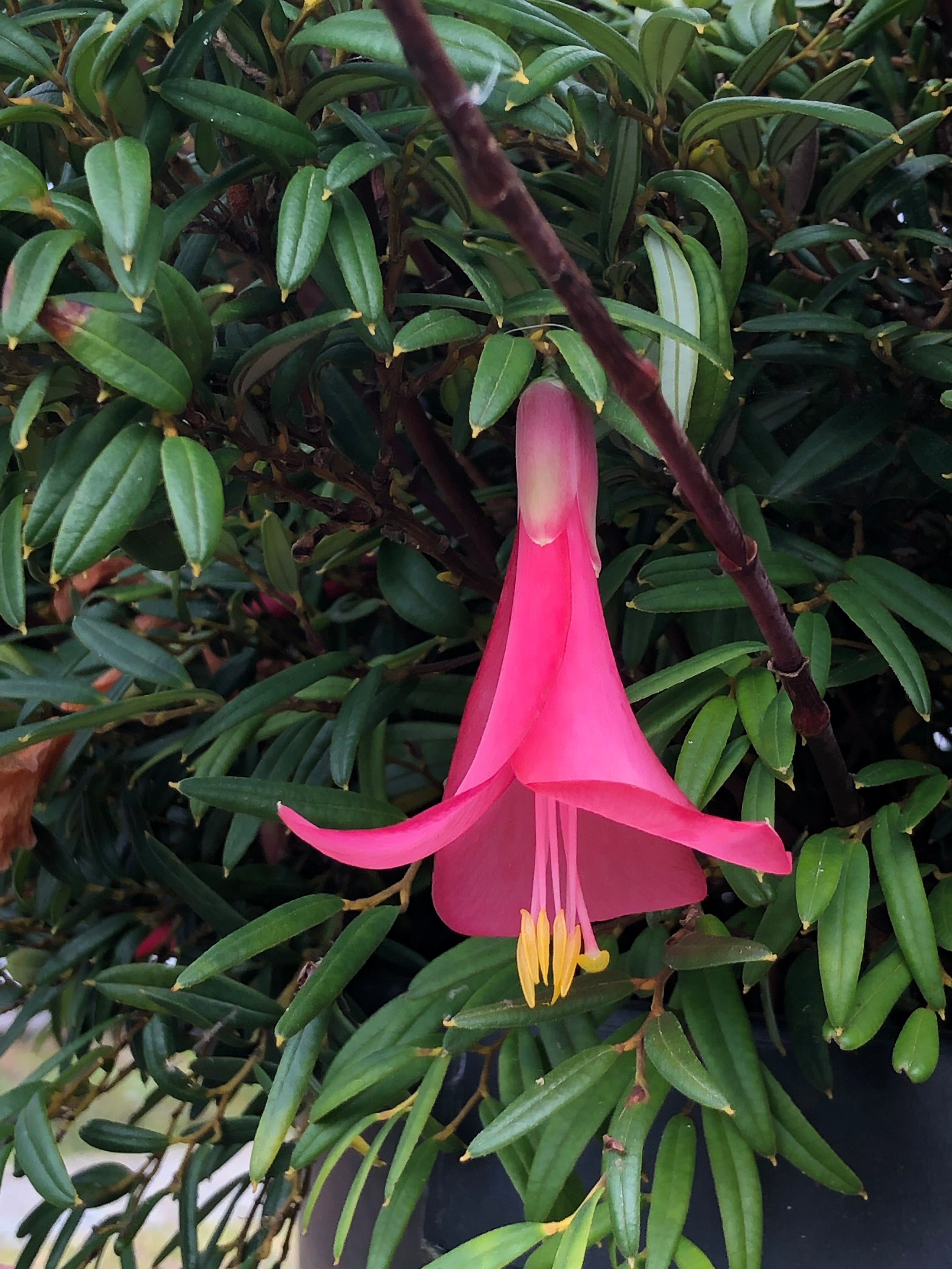 Philesia petal earrings