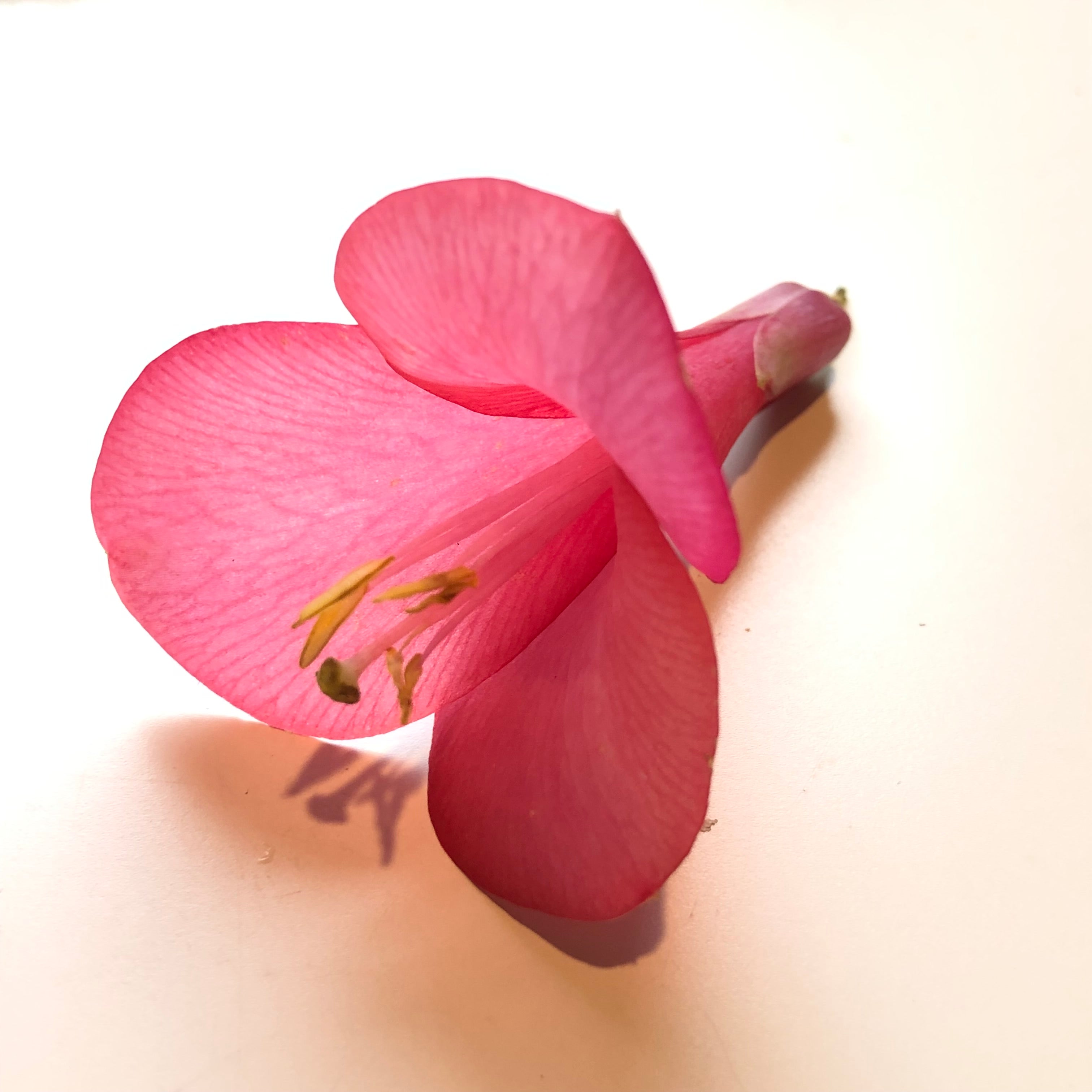 Philesia petal earrings