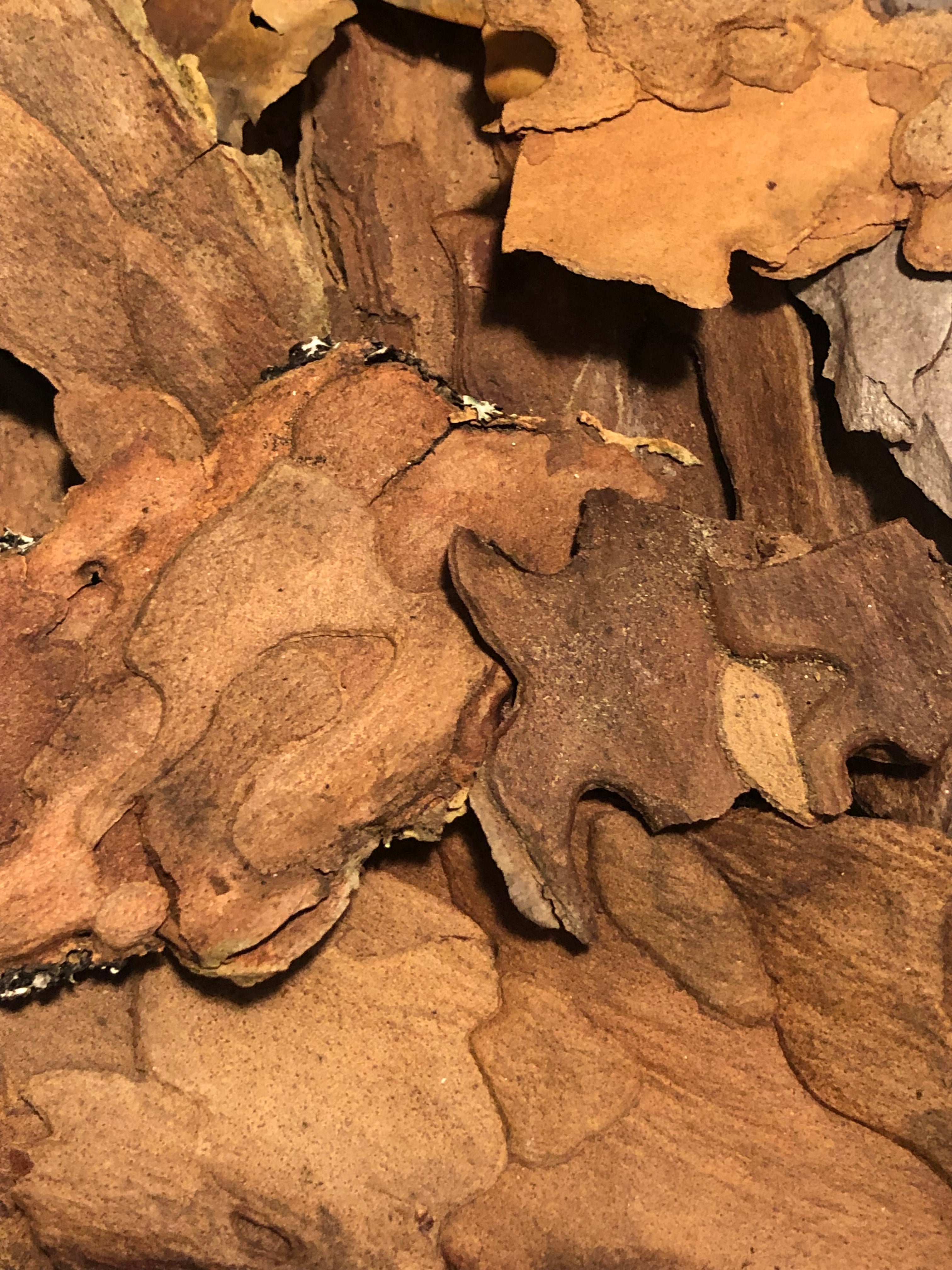 Scots Pine bark necklace with gold